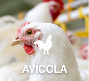 Avícola