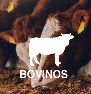 Bovinos