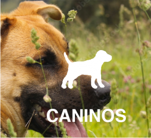 Caninos