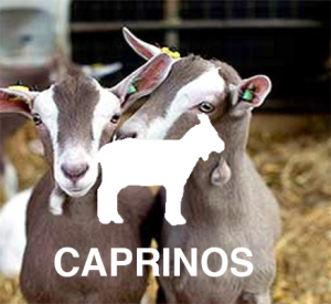 Caprinos