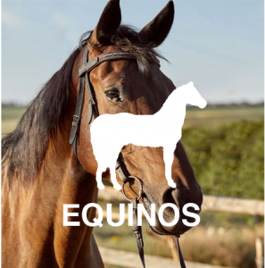 Equinos