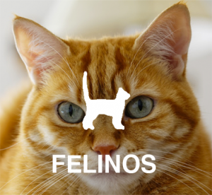 Felinos