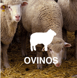 Ovinos