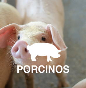 Porcinos