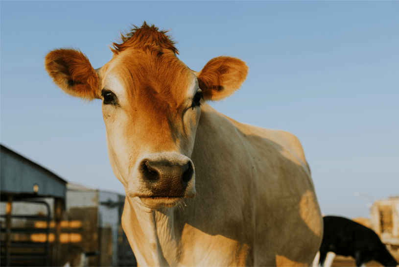 Synergy Animal Health - Salud Bovina